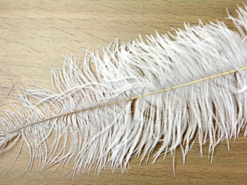 Large Spadone Feathers White